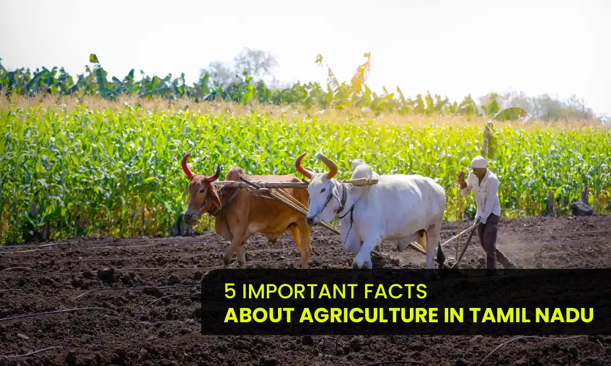 Agricultural Farm land in Chennai