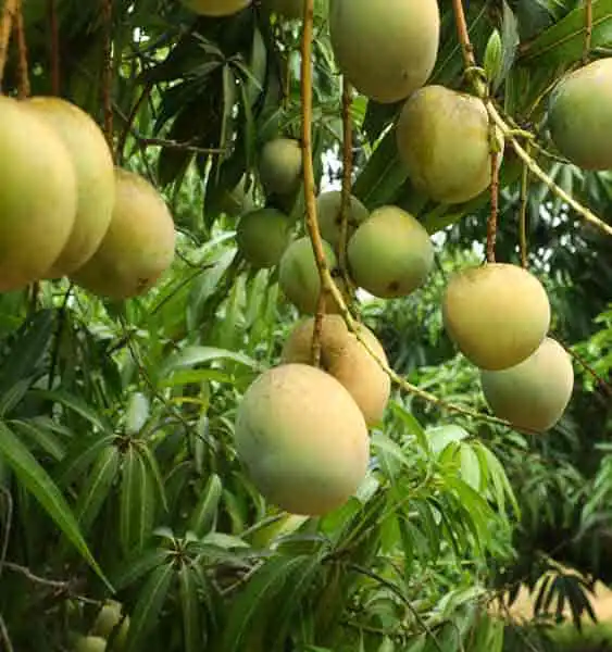 Agriculture land for sale in chennai