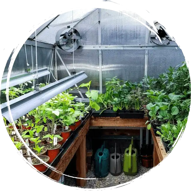 Green House Farming