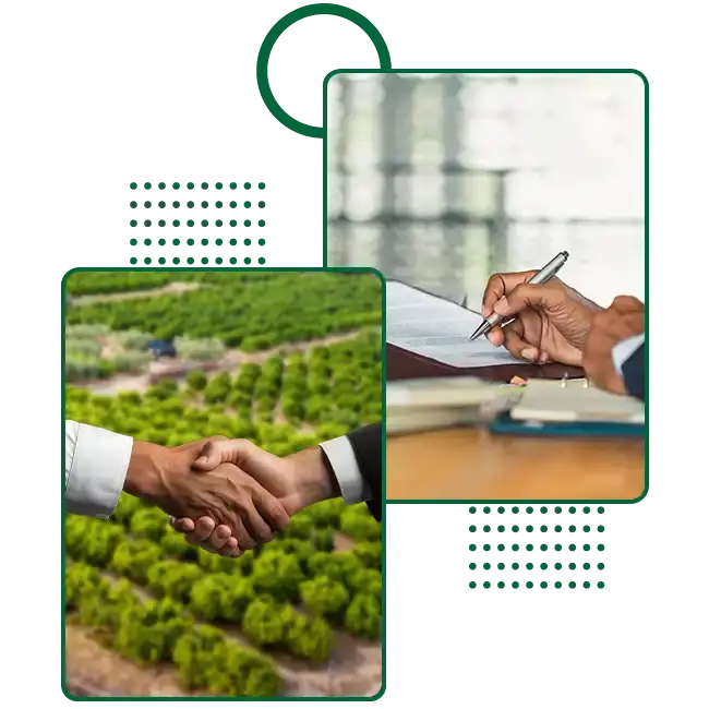 Mango Farm land Chennai