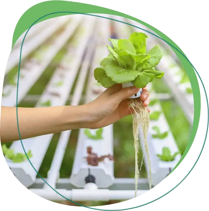 Hydroponic Farm Setup