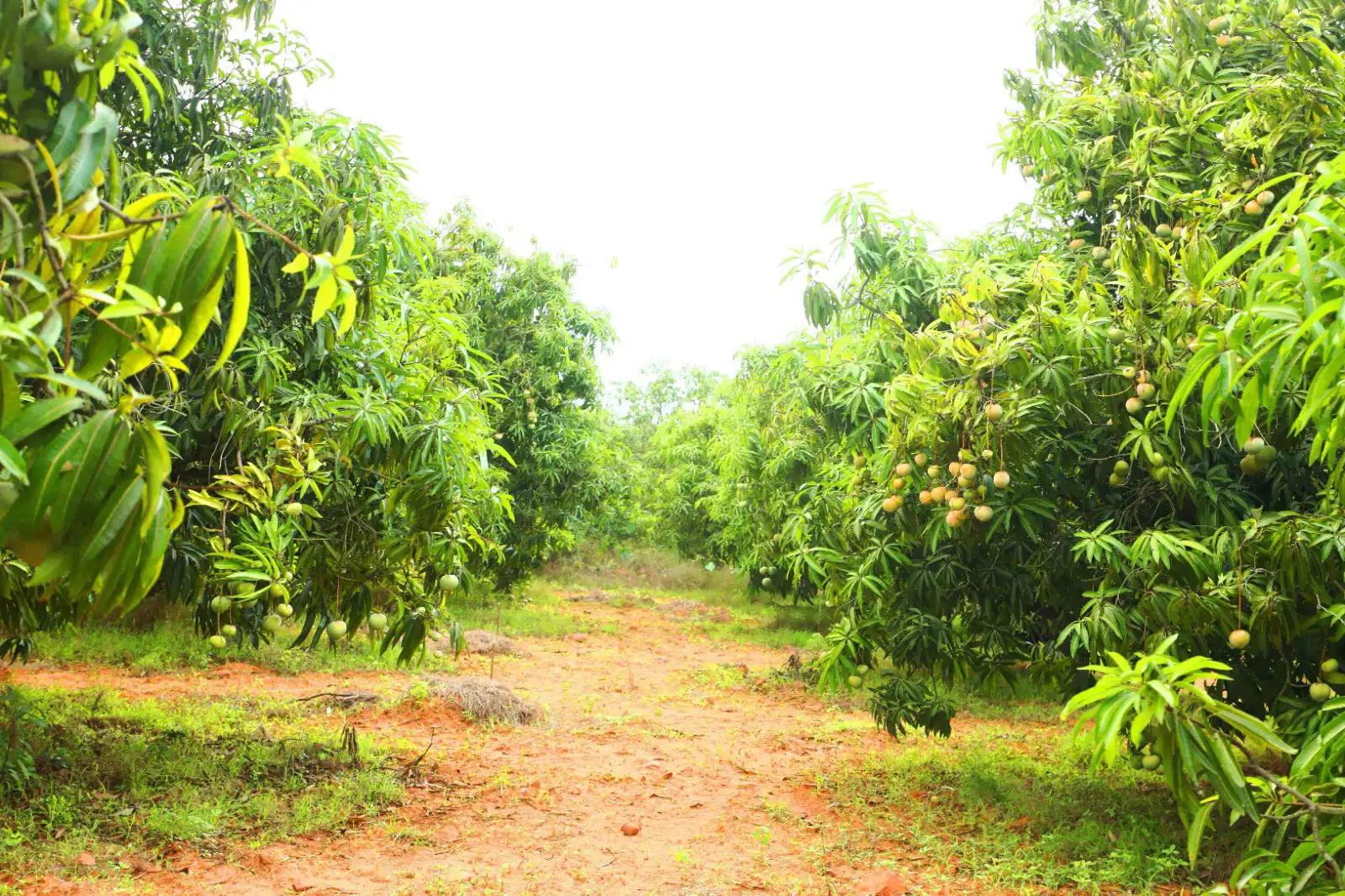Mango farm land