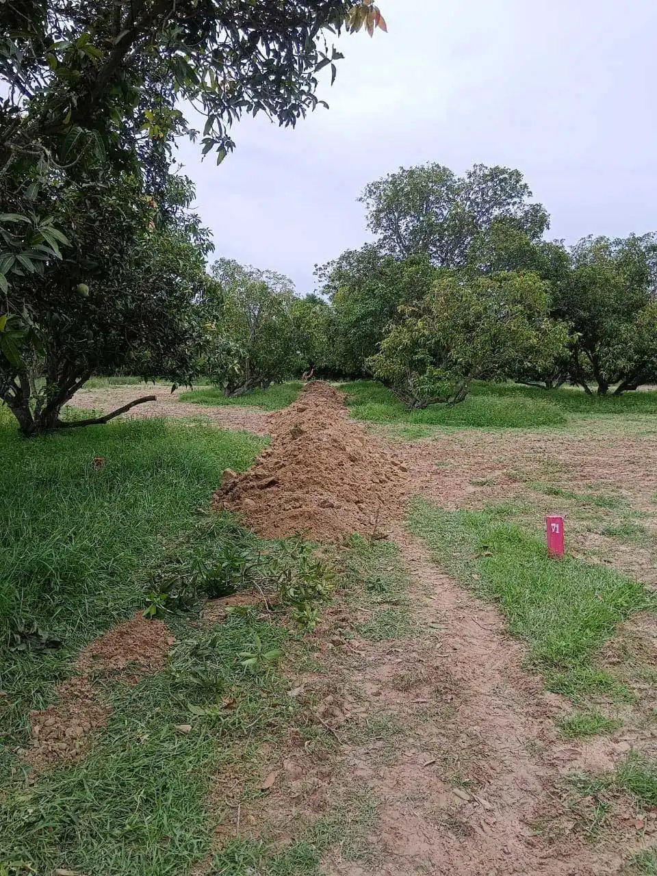 Mango farm land for sale in chennai