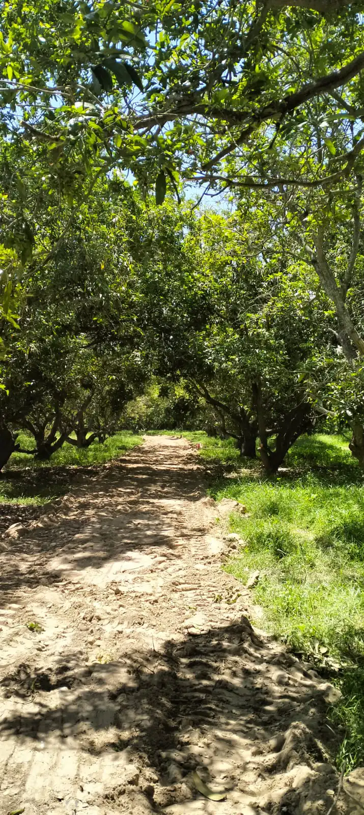 Mango farm land for sale in chennai